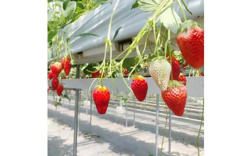 三重県多気町のふるさと納税 CN-01 多気町産 いちご （章姫）