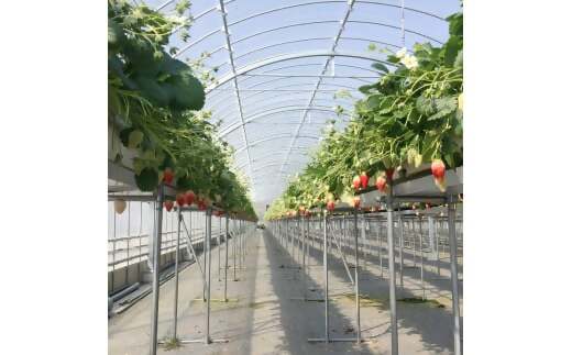 三重県多気町のふるさと納税 CN-01 多気町産 いちご （章姫）