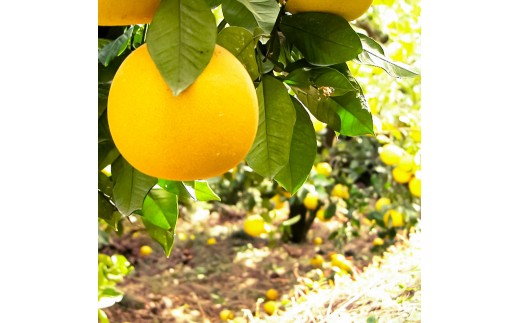 文旦 約4kg M～Lサイズ 9～13玉 ぶんたん ブンタン フルーツ 柑橘 みかん 果物 くだもの 柑橘類 デザート 家庭用 プレゼント ギフト お取り寄せ 国産 常温 配送