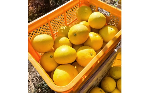 文旦 約4kg M～Lサイズ 9～13玉 ぶんたん ブンタン フルーツ 柑橘 みかん 果物 くだもの 柑橘類 デザート 家庭用 プレゼント ギフト お取り寄せ 国産 常温 配送