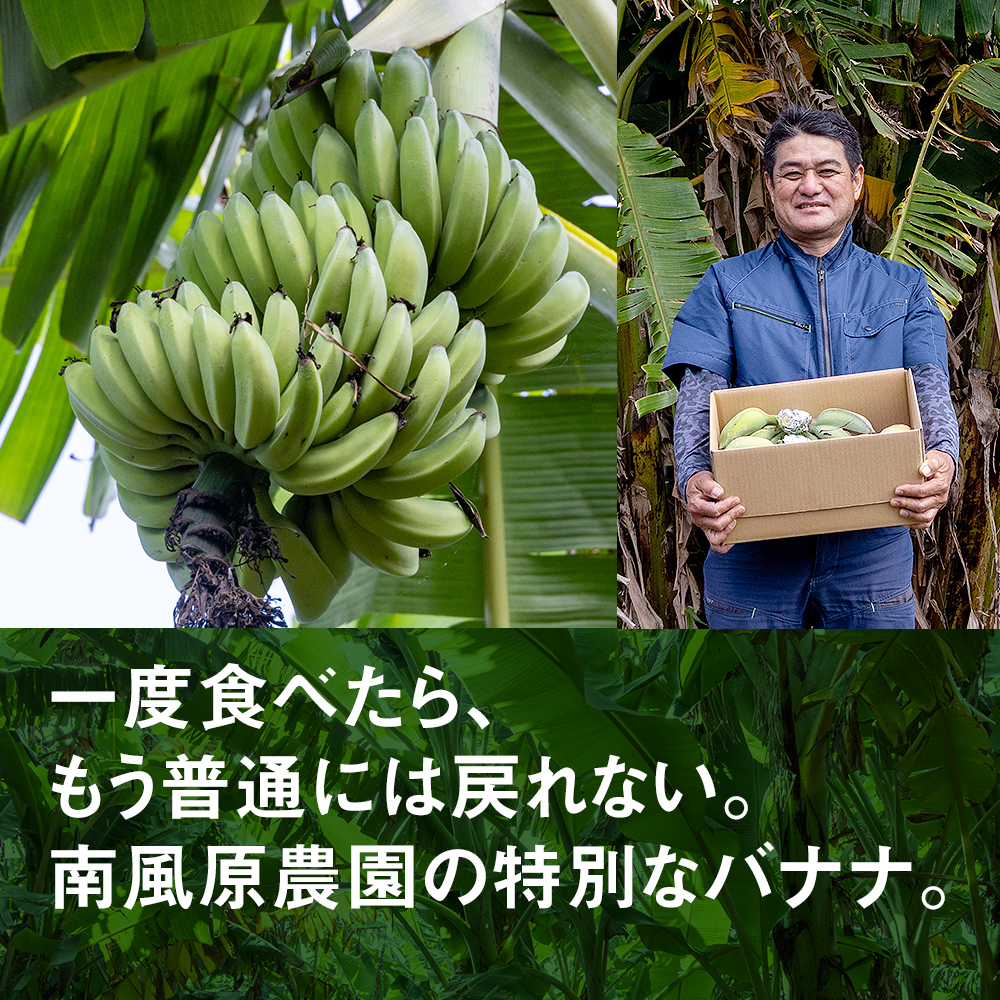 沖縄県南風原町のふるさと納税 南風原農園　アップルバナナ　2.5kg以上