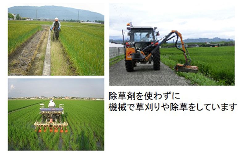 岐阜県池田町のふるさと納税 【令和7年産】特別栽培米 10kg【玄米】（ミルキークイーン）