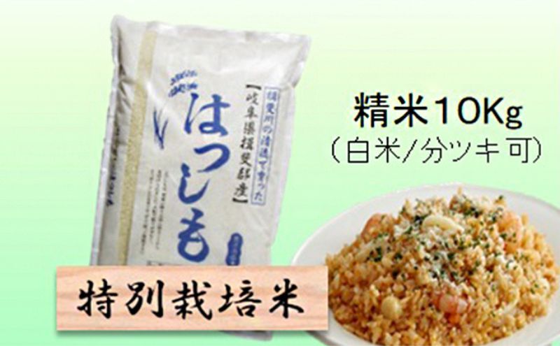 [令和7年産]特別栽培米 10kg[白米、7分ツキ](ハツシモ)