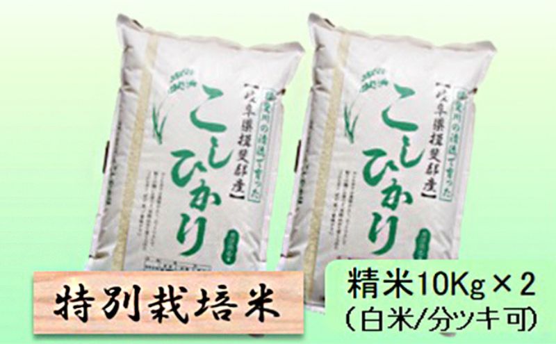 【令和7年産】特別栽培米 20kg【白米、7分ツキ】（コシヒカリ）