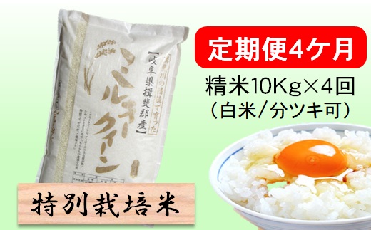 定期便4カ月[令和7年産]特別栽培米10kg(白米/7分/5分ツキ可)[白米](ミルキークイーン) 米 お米 白米 コメ ご飯 定期 岐阜県 池田町