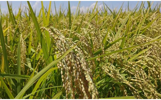 山形県南陽市のふるさと納税 【令和7年産 新米 先行予約】 【わら屋のお米】 特別栽培米 つや姫 5kg 《令和7年10月下旬～発送》 『おがわ藁農園』 米 白米 精米 ご飯 農家直送 山形県 南陽市 [2167-R7]