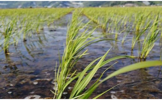 山形県南陽市のふるさと納税 【令和7年産 新米 先行予約】 【わら屋のお米】 特別栽培米 つや姫 5kg 《令和7年10月下旬～発送》 『おがわ藁農園』 米 白米 精米 ご飯 農家直送 山形県 南陽市 [2167-R7]