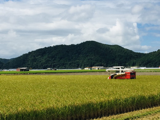 【新米】【7年産】近江米　ミルキークィーン　白米【20kg（10kg×2袋）】【V015W】