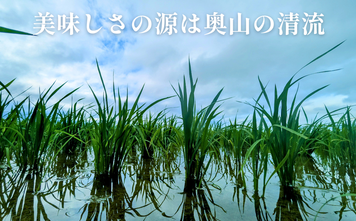 令和7年産 奥山の冷たい水で育てた 石川さんの コシヒカリ 5kg 17000円 新米 お米 米 こめ 産地直送 国産 農家直送 期間限定 数量限定 特産品 2025年産 令和7年度産 2025年度産 甘い もちもち もっちり つやつや ツヤツヤ 旨味 香り 粘り 人気 おすすめ 内祝い お祝い 贈答品 お返し プレゼント 土産 お礼 お取り寄せ 愛南町 愛媛県 石川健一