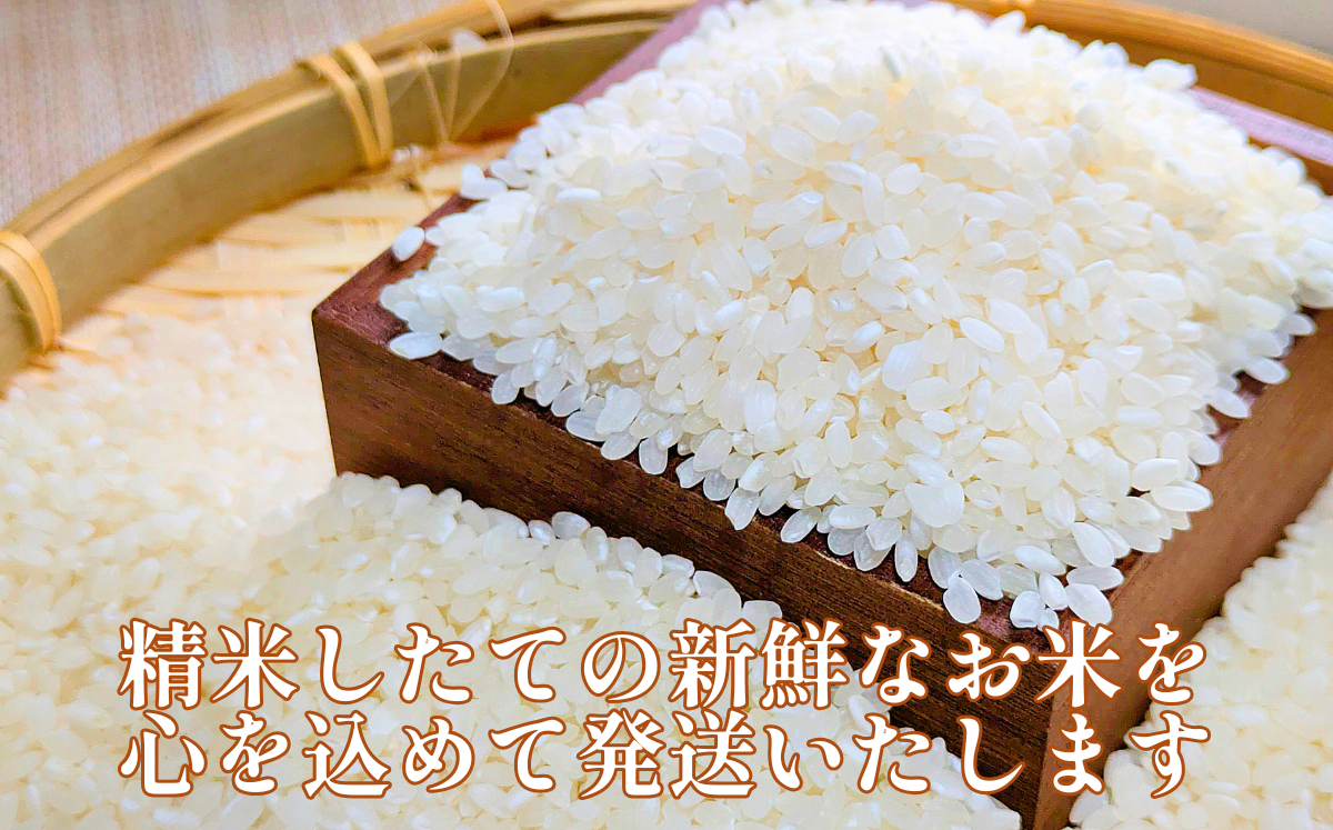令和7年産 奥山の冷たい水で育てた 石川さんの コシヒカリ 5kg 17000円 新米 お米 米 こめ 産地直送 国産 農家直送 期間限定 数量限定 特産品 2025年産 令和7年度産 2025年度産 甘い もちもち もっちり つやつや ツヤツヤ 旨味 香り 粘り 人気 おすすめ 内祝い お祝い 贈答品 お返し プレゼント 土産 お礼 お取り寄せ 愛南町 愛媛県 石川健一