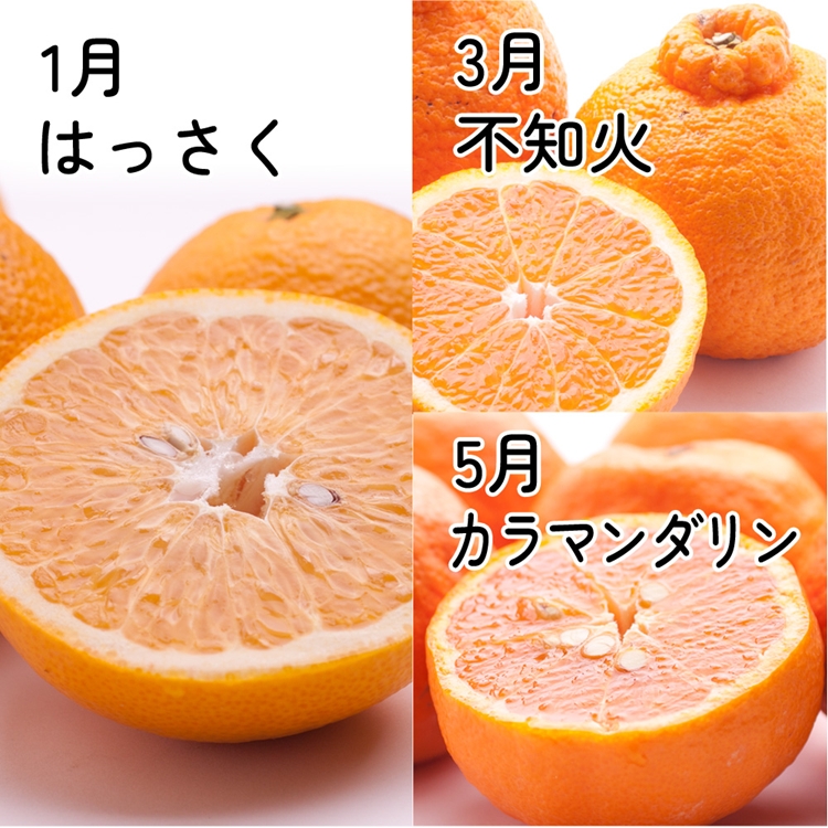 【定期便】家庭用 柑橘定期便 S 6回（奇数月）※北海道・沖縄・離島への配送不可※奇数月に発送