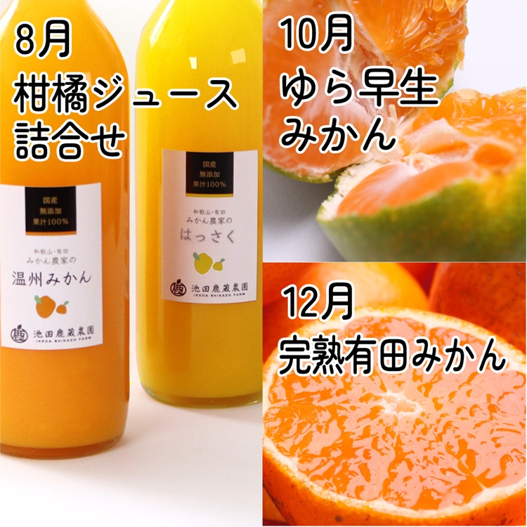 【定期便】家庭用 柑橘定期便 S 6回（偶数月）※北海道・沖縄・離島への配送不可※偶数月に発送