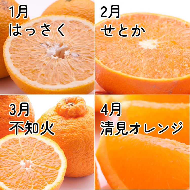 【定期便】厳選 柑橘定期便 M 12回（毎月）※北海道・沖縄・離島への配送不可※毎月発送