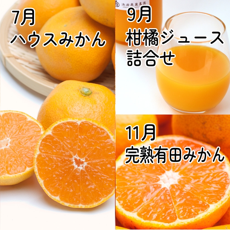 【定期便】厳選 柑橘定期便 M 6回（奇数月）※北海道・沖縄・離島への配送不可※奇数月に発送