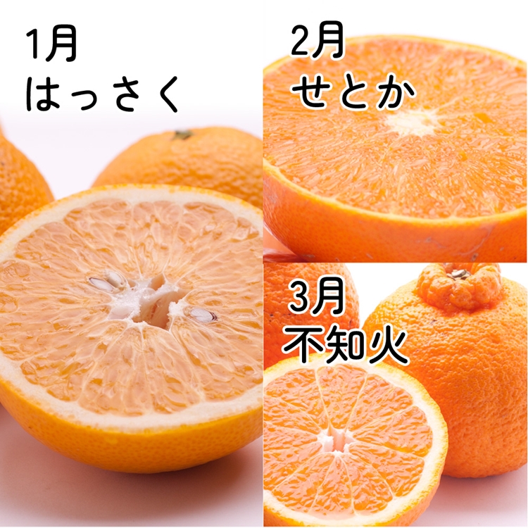 【定期便】厳選 柑橘定期便 M 3回（1～3月）※北海道・沖縄・離島への配送不可※1月・2月・3月に発送