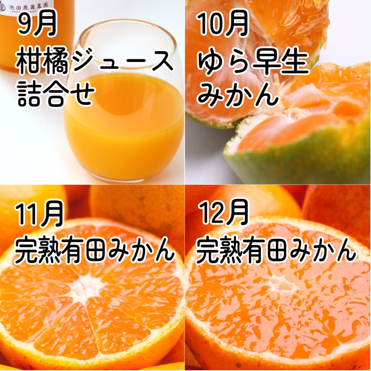 【定期便】家庭用 柑橘定期便 M 12回（毎月）※北海道・沖縄・離島への配送不可※毎月発送