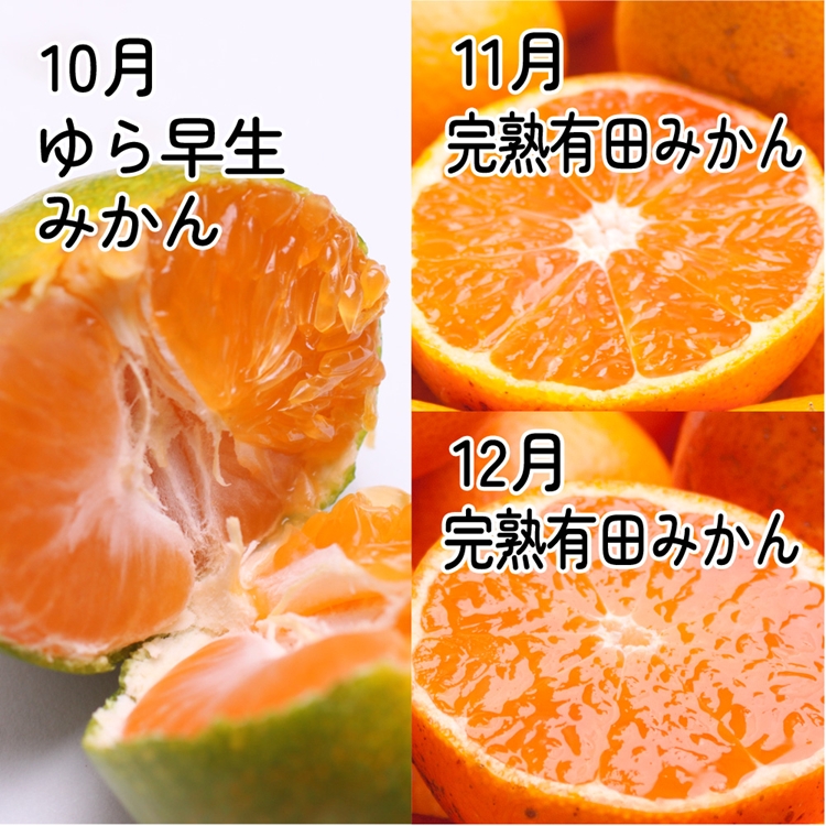 【定期便】家庭用 柑橘定期便 M 3回（10～12月）※北海道・沖縄・離島への配送不可※10月・11月・12月に発送