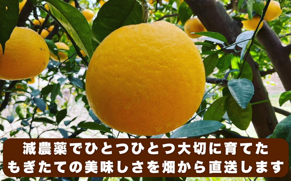 【 先行予約 】 訳あり 減農薬 愛南ゴールド 河内晩柑 5kg サイズ ミックス 家庭用 産直 農家直送 和製 グレープフルーツ 家庭用 甘い 爽やか 瑞々しい ジューシー 濃厚 旨味 酸味 旬 初夏 柑橘 みかん 蜜柑 不揃い サイズ混合 フレッシュジュース ジュース ゼリー ジャム マーマレード デザート 焼酎割り サワー 先行予約 予約受付 期間限定 数量限定 愛媛県 愛南町 愛南フルーツ