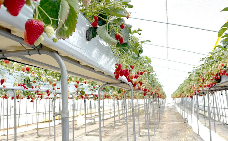 大河原町のいちご 完熟いちご 4パック 果物 フルーツ 苺 紅ほっぺ かおり みずみずしい ジューシー 期間限定 季節限定 いちご 小分け