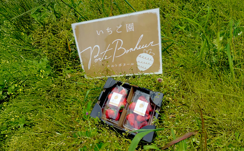 大河原町のいちご 完熟いちご 4パック 果物 フルーツ 苺 紅ほっぺ かおり みずみずしい ジューシー 期間限定 季節限定 いちご 小分け