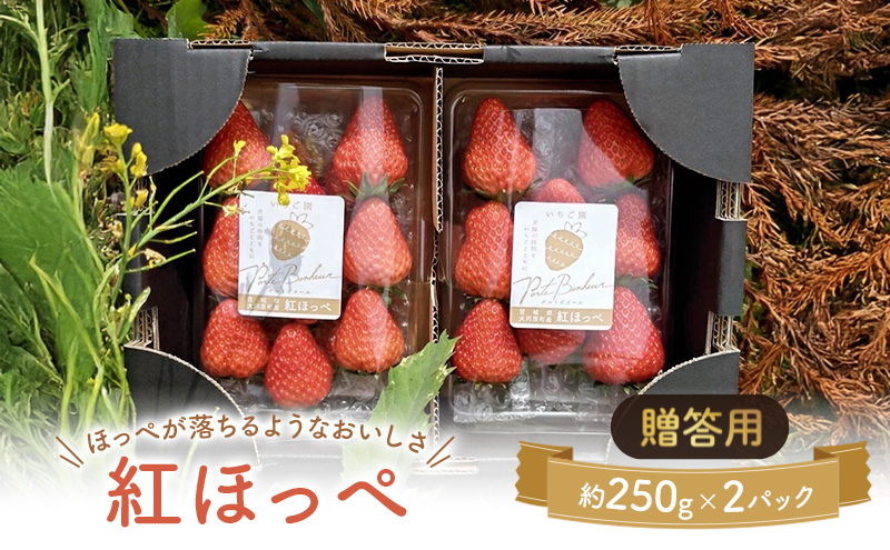 �y�{�錧��͌����z��͌����̂����� ���n������ 2�p�b�N �ʕ� �t���[�c � �g�ق��� ������ �݂��݂����� �W���[�V�[ ���Ԍ��� �G�ߌ��� ������ ������