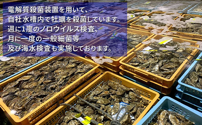 【 3ヵ月 定期便 】 北海道厚岸産 生食用 殻付カキ Mサイズ  12個　マルえもん 魚貝類 海の幸 海のミルク 海鮮 国産 北海道産 オイスター つまみ お酒 あて 肴 生牡蠣 メルマガ掲載商品1