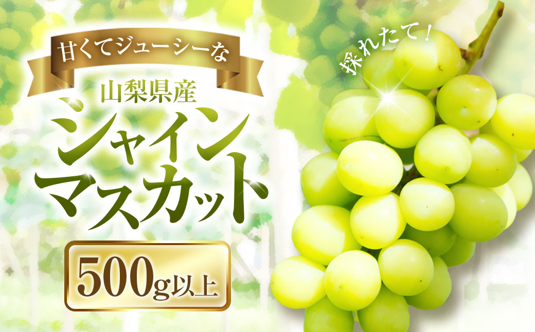 山梨県中央市のふるさと納税 【2025年発送】ぶどう 山梨県産 シャインマスカット500g以上（1房） [株式会社えべし 山梨県 中央市 21470865] フルーツ 果物 くだもの ブドウ シャイン マスカット 葡萄 期間限定 季節限定