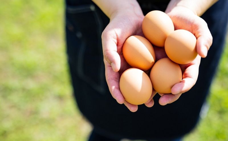 美山の平飼いたまご 50個 | 卵 タマゴ 平飼い 卵かけごはん お菓子作り 国産 南丹市