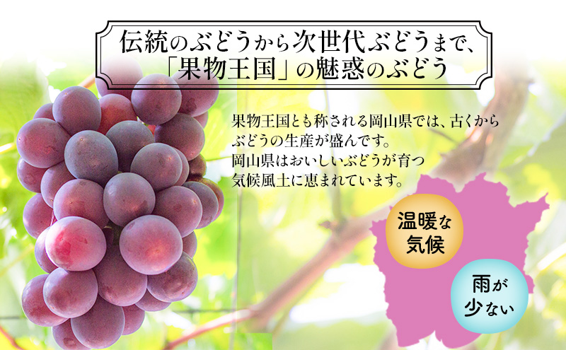 岡山県里庄町のふるさと納税 【2025年先行予約】 ぶどう 岡山県産 ニューピオーネ （ 種無し ）約1kg（2房） 《2025年9月上旬-中旬頃出荷》 葡萄 ブドウ フルーツ 果物 スイーツ 数量限定 期間限定 岡山 里庄町