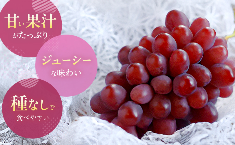 【2026年先行予約】 ぶどう 岡山県産 冬のぶどう 紫苑 （ 種無し ）1房（約700g） 《2026年10月中旬-11月上旬頃出荷》 葡萄 ブドウ フルーツ 果物 数量限定 期間限定 岡山 里庄町 果物類 