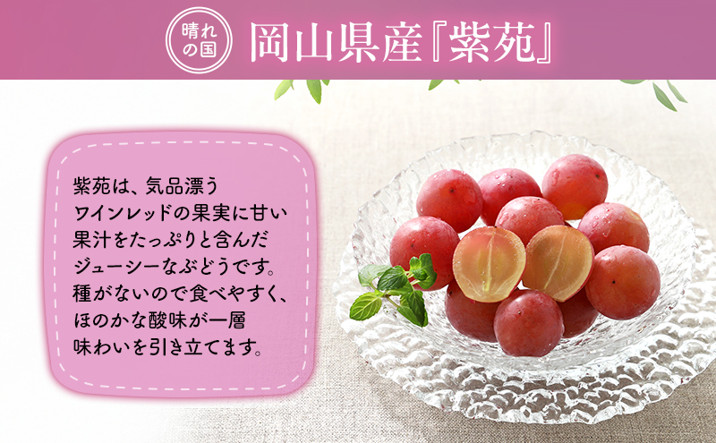 【2026年先行予約】 ぶどう 岡山県産 冬のぶどう 紫苑 （ 種無し ）1房（約700g） 《2026年10月中旬-11月上旬頃出荷》 葡萄 ブドウ フルーツ 果物 数量限定 期間限定 岡山 里庄町 果物類 