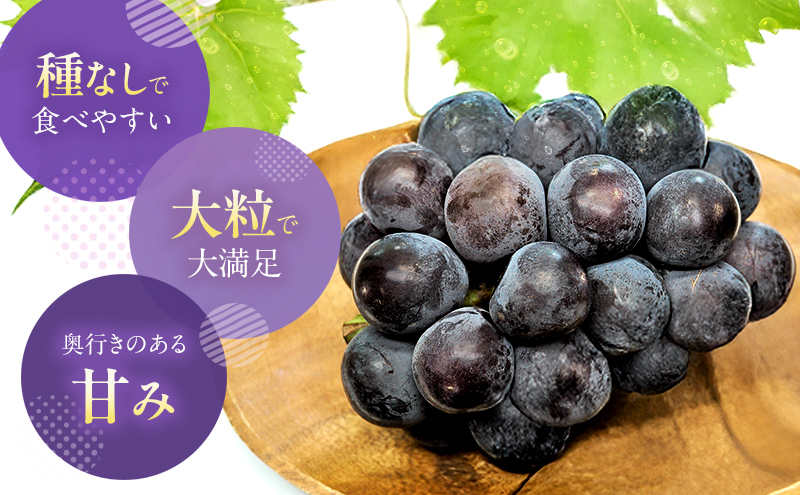 【2026年先行予約】 ぶどう 岡山県産 オーロラブラック （ 種無し ）約1kg（2房） 《2026年9月上旬-中旬頃出荷》 葡萄 ブドウ フルーツ 果物 スイーツ 数量限定 期間限定 岡山 里庄町 