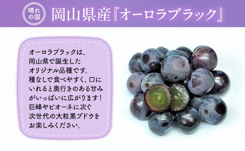 【2026年先行予約】 ぶどう 岡山県産 オーロラブラック （ 種無し ）約1kg（2房） 《2026年9月上旬-中旬頃出荷》 葡萄 ブドウ フルーツ 果物 スイーツ 数量限定 期間限定 岡山 里庄町 