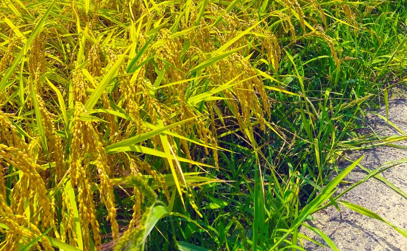 陽・気候・水の三拍子揃った美旗地区より みはたM'sファーム 令和7年産 伊賀米コシヒカリ 5kg 3年連続 特A 米 こしひかり ご飯 ごはん 白米 精米 三重県 名張市