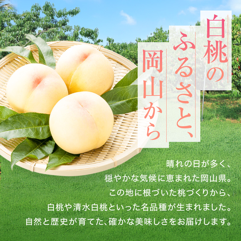 岡山県赤磐市のふるさと納税 桃 2026年 先行予約 赤磐の 白桃 約1.5kg 5～7玉 JA晴れの国 糖度センサー選果 もも モモ 岡山県 赤磐市産 国産 フルーツ 果物 ギフト デザート 果肉