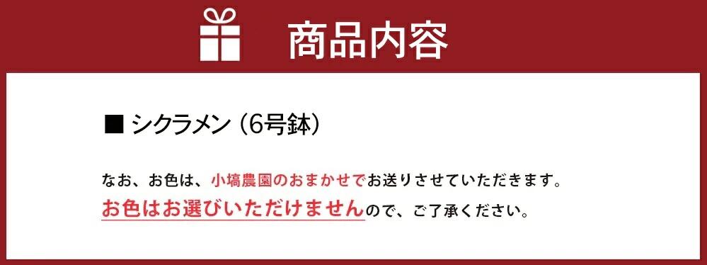 【数量限定】シクラメン【6号鉢】1鉢 花 鉢植え 鉢花 ギフト お祝い 贈答品 インテリア 庭 ガーデン（KAQ-3）