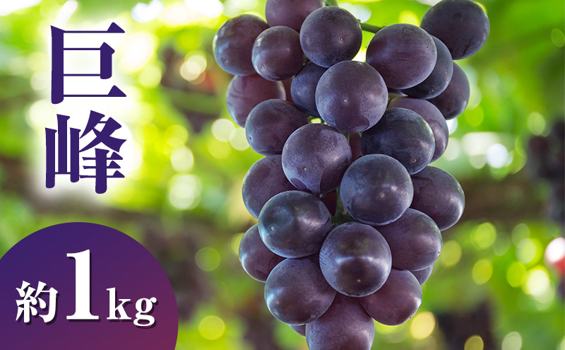 【2026年発送】巨峰約1kg ぶどう 長野県産