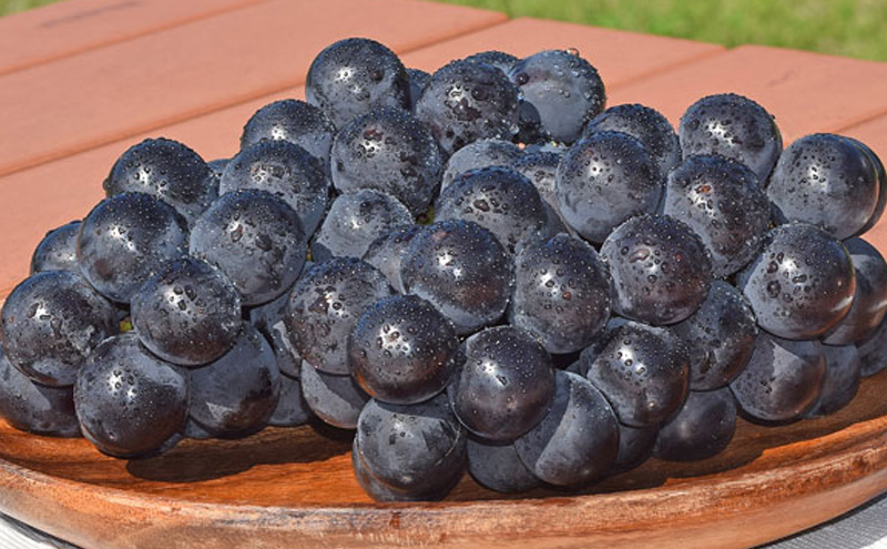 【2026年発送】巨峰約1kg ぶどう 長野県産