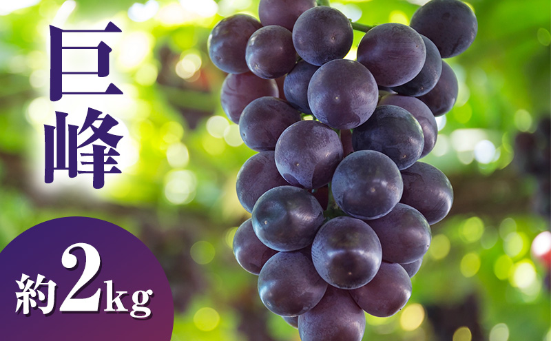 【2026年発送】巨峰約2kg ぶどう 長野県産