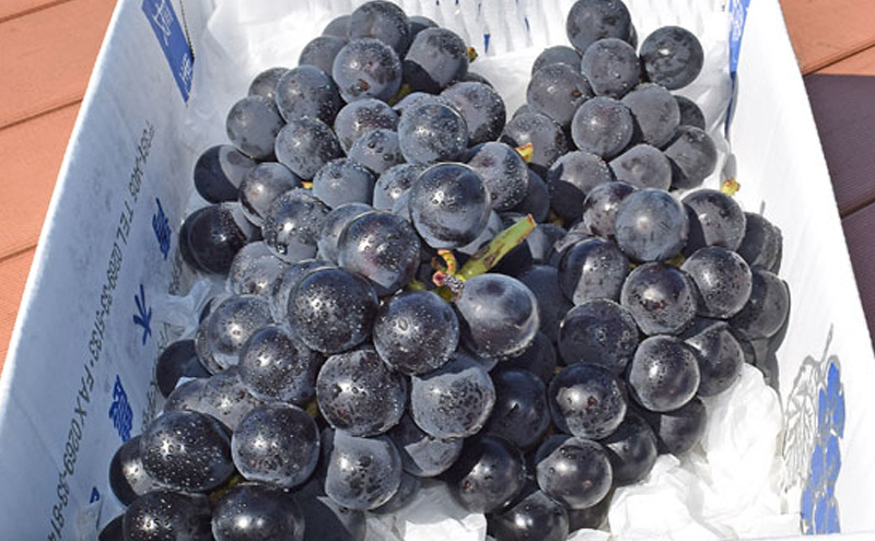 【2026年発送】巨峰約2kg ぶどう 長野県産