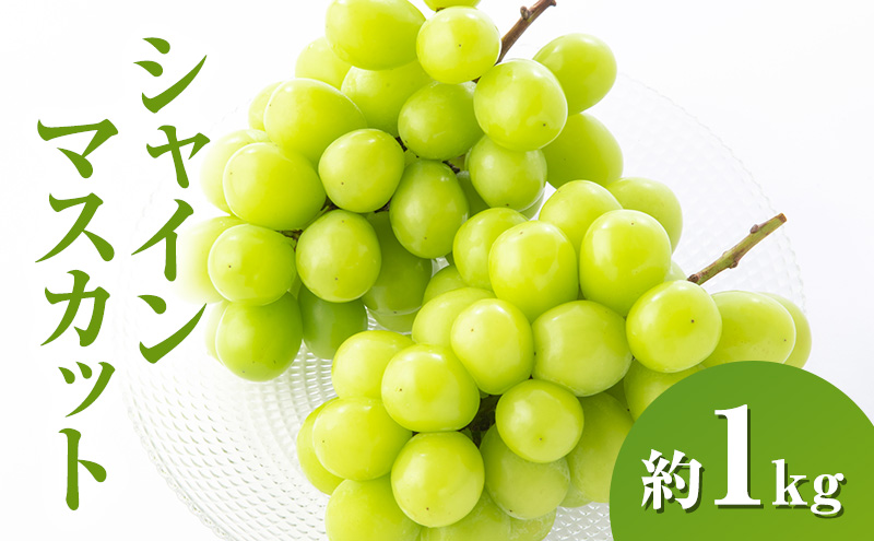 �y���쌧�R�m�����z�y2026�N�����z�V���C���}�X�J�b�g��1kg 2�`3�[ ���쌧�Y