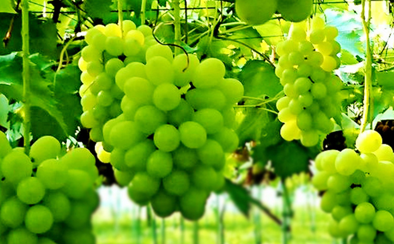 【2026年発送】シャインマスカット約2kg 4～6房 長野県産