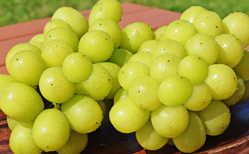 【2026年発送】シャインマスカット約2kg 4～6房 長野県産