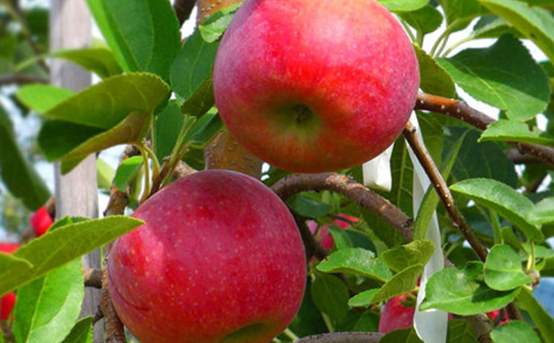 【2026年8月～発送】シナノリップ約3kg りんご 長野県産