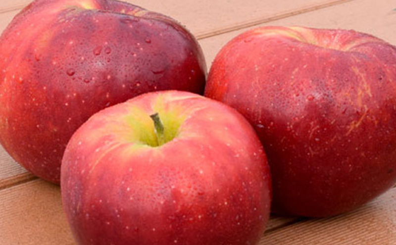 2026年発送 紅玉約3kg 7～9玉 りんご 長野県産