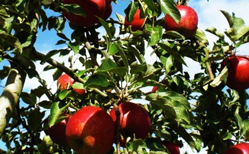 2026年発送 紅玉約3kg 7～9玉 りんご 長野県産