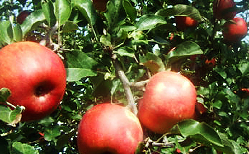 2026年発送 シナノスイート約3kg 7～9玉 りんご 長野県産