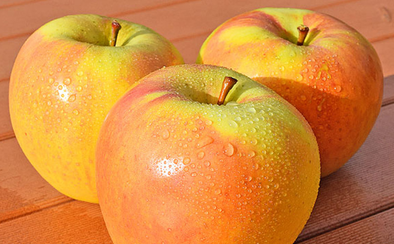 2026年発送 ぐんま名月約3kg 7～9玉 りんご 長野県産