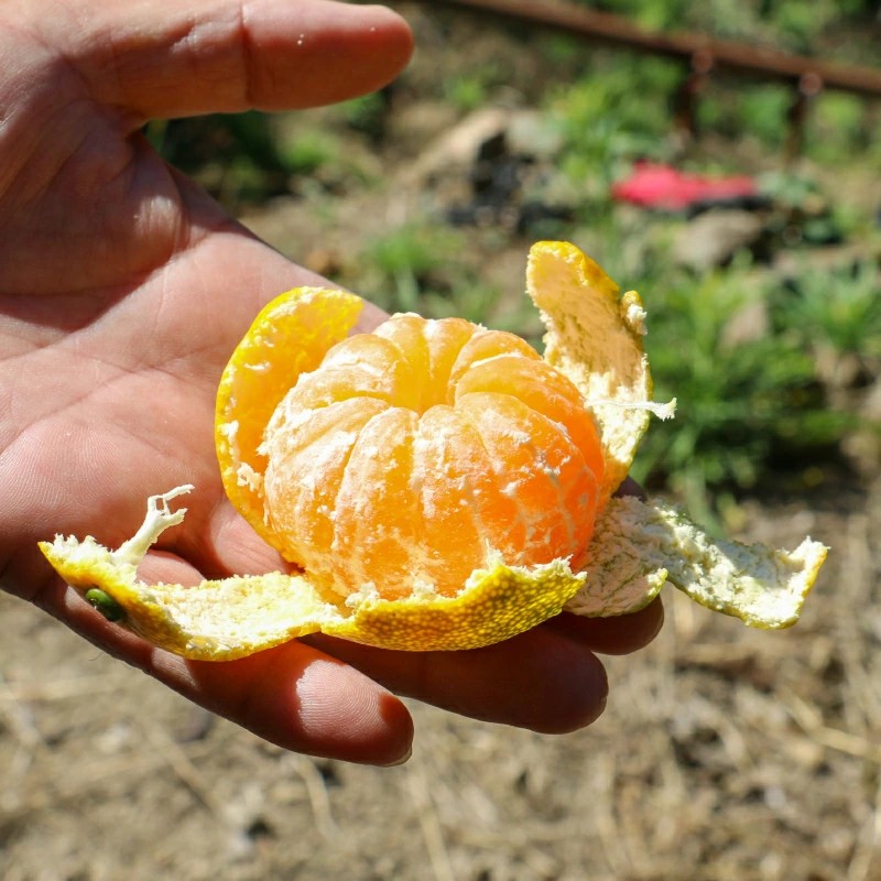 数量限定 愛媛みかん 5kg 10000円 温州みかん こたつ みかん mikan 蜜柑 ミカン 国産 期間限定 特産品 ギフト プレゼント お歳暮 産地直送 農家直送 人気 限定 甘い フルーツ 果物 柑橘 おいしい 小玉 含む おいしい 岡平農園 愛南町 愛媛県