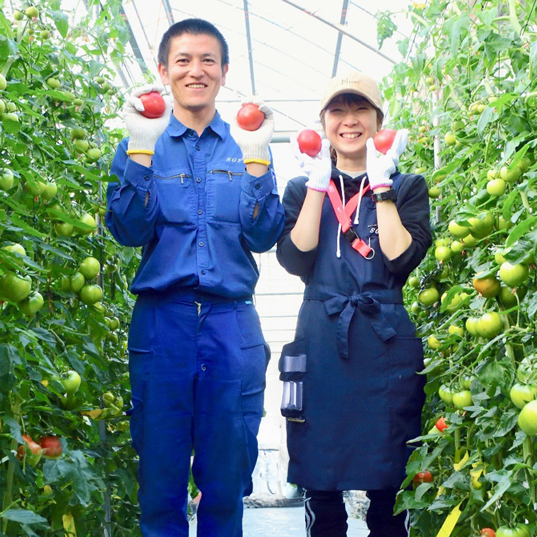 茨城県筑西市のふるさと納税  【 早期申込み限定 特別寄附額 】 てるて姫 小箱 約800g × 1箱 【7～13玉/1箱】 てるてひめ 糖度9度 以上 スーパーフルーツトマト 野菜 フルーツトマト フルーツ トマト とまと [AF070ci]